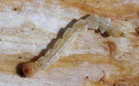 eab larvae 1.5 to 2 inches