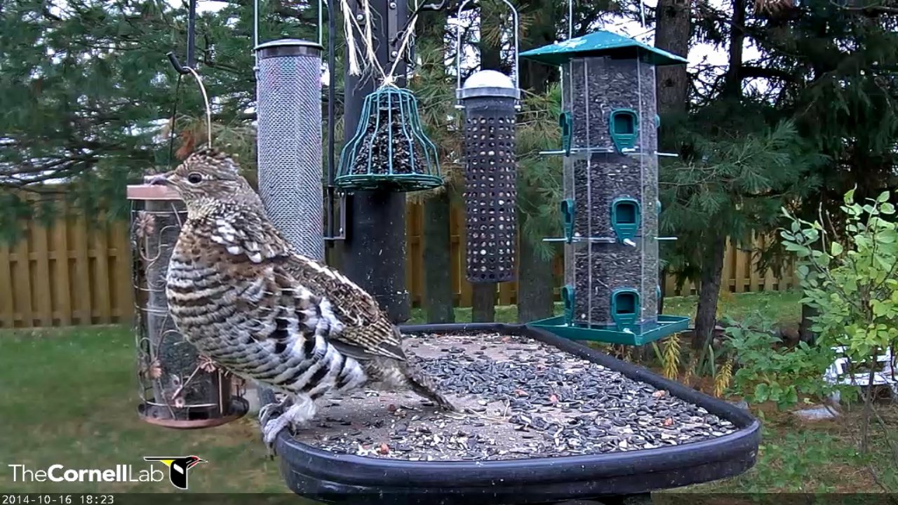 Ruffed grouse at feeder in Manitouwadge, Ontario.