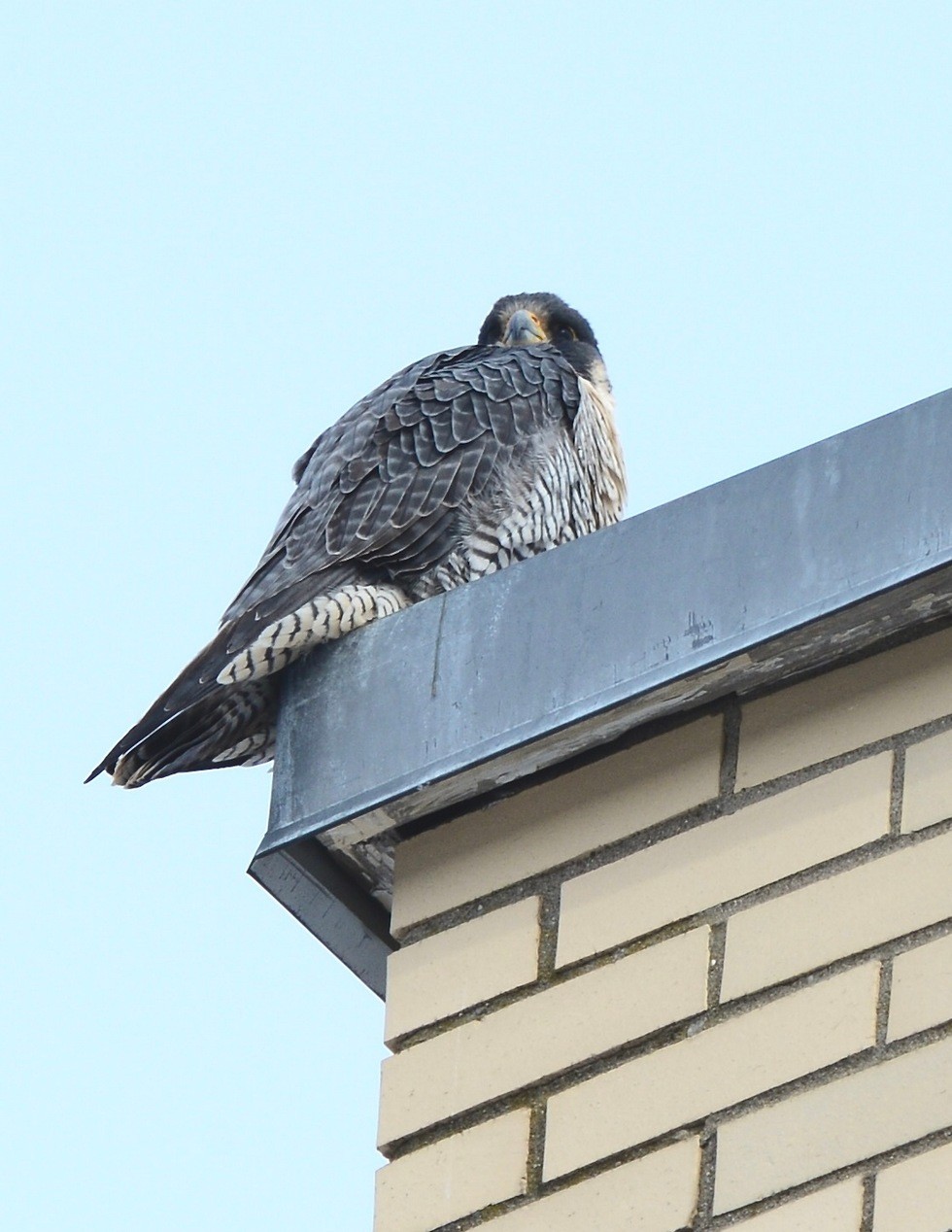 Peregrine Falcon