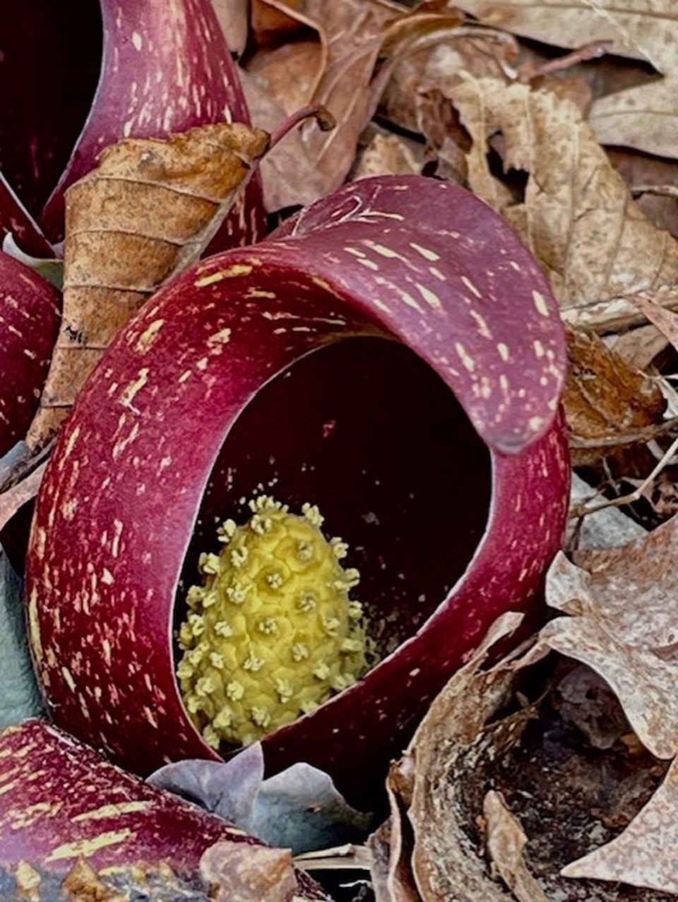 Skunk Cabbage in flower