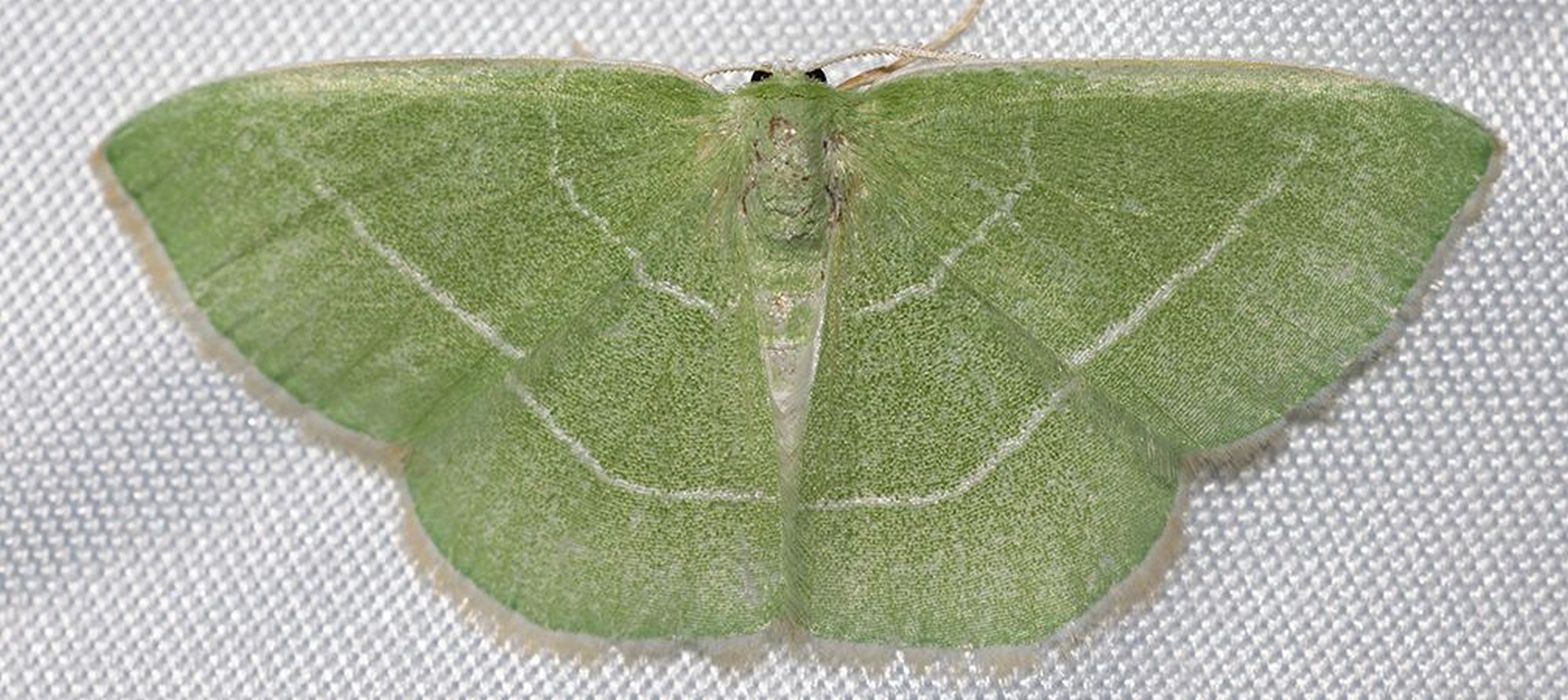 Tuscarora Emerald